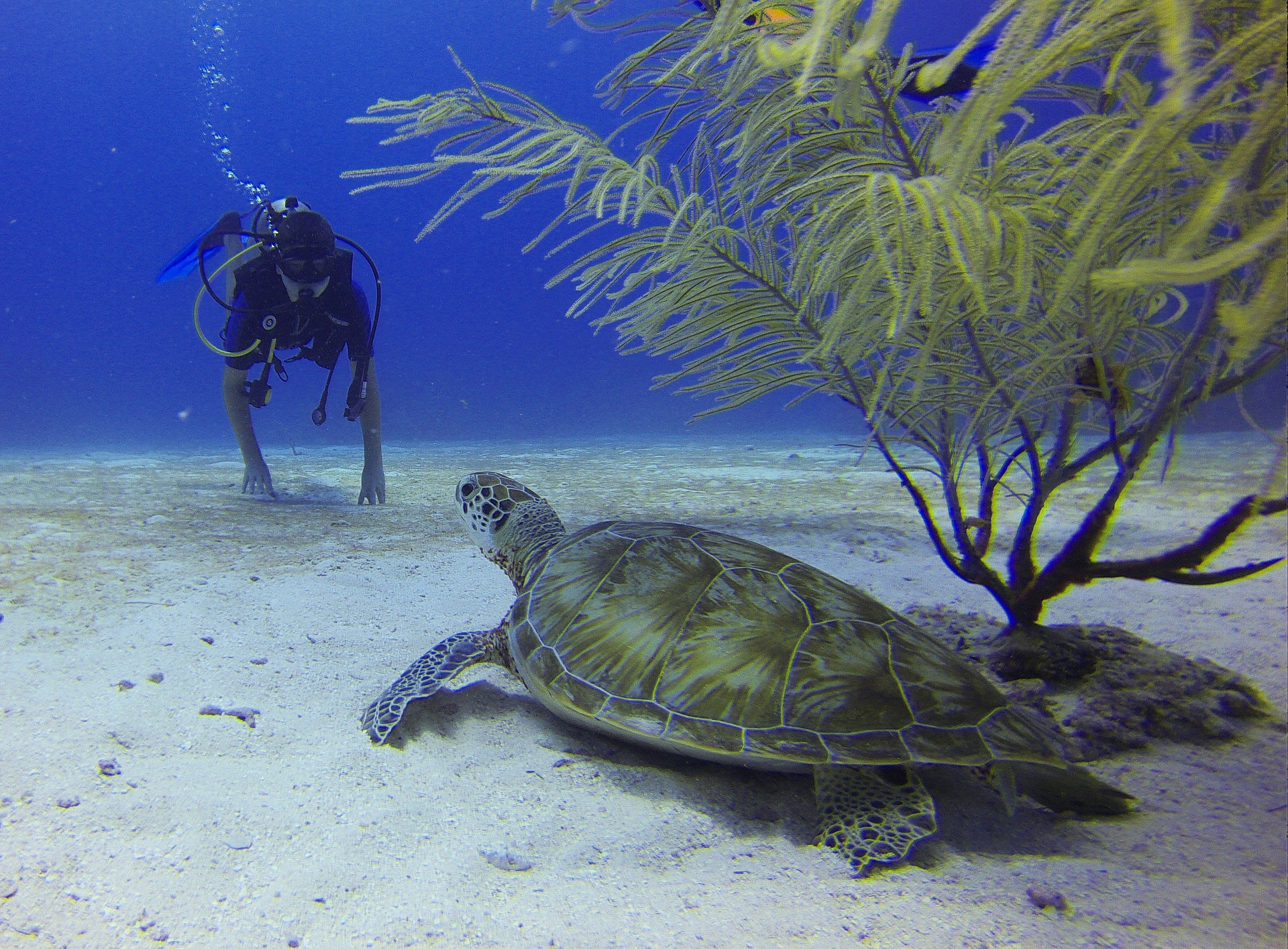 scuba diving cabo pulmo turtle